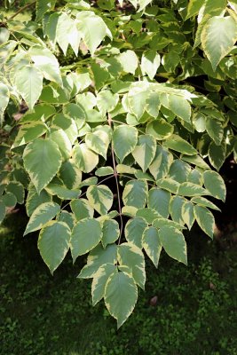 Aralia elata 'Aureovariegata' - arálie štíhlá - listy